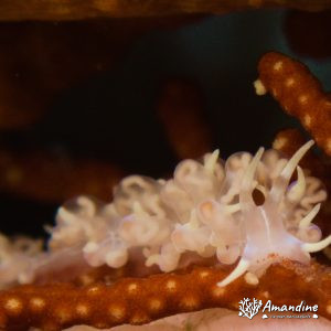 Mollusques » Gastéropode » Limaces de mer (opisthobranche) » Nudibranche » Éolidien