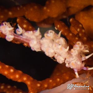Mollusques » Gastéropode » Limaces de mer (opisthobranche) » Nudibranche » Éolidien