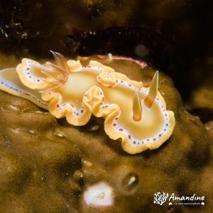 Mollusques » Gastéropode » Limaces de mer (opisthobranche) » Nudibranche » Doridien » Ardeadoris cruenta