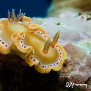 Mollusques » Gastéropode » Limaces de mer (opisthobranche) » Nudibranche » Doridien » Ardeadoris cruenta