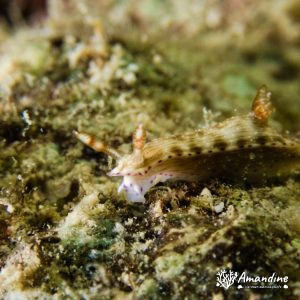 Mollusques » Gastéropode » Limaces de mer (opisthobranche) » Nudibranche » Doridien » Hypselodoris maculosa