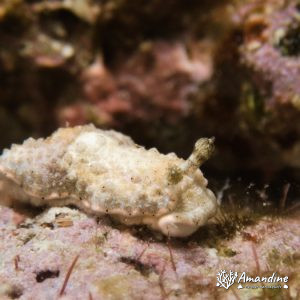 Mollusques » Gastéropode » Limaces de mer (opisthobranche) » Nudibranche » Arminidae » Dermatobranchus sp.