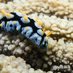 Mollusques » Gastéropode » Limaces de mer (opisthobranche) » Nudibranche » Doridien » Phyllidia carlsonhoffi