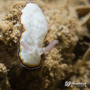 Mollusques » Gastéropode » Limaces de mer (opisthobranche) » Nudibranche » Doridien