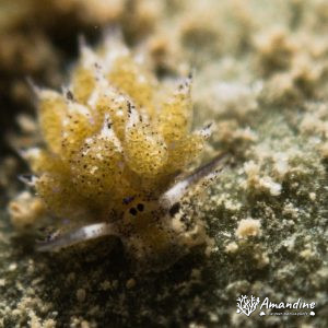 Mollusques » Gastéropode » Limaces de mer (opisthobranche) » Sacoglosse