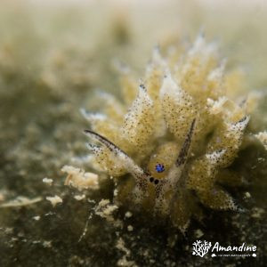 Mollusques » Gastéropode » Limaces de mer (opisthobranche) » Sacoglosse