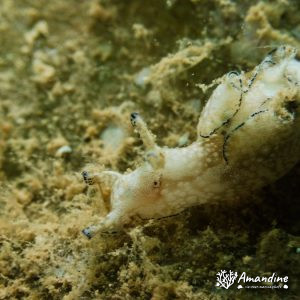 Mollusques » Gastéropode » Limaces de mer (opisthobranche) » Lièvre de mer (anaspidé)