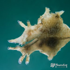 Mollusques » Gastéropode » Limaces de mer (opisthobranche) » Lièvre de mer (anaspidé)