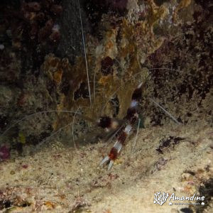Stenopus hispidus - Nouvelle-Calédonie, Nouméa, Passe de Dumbéa, Le Humboldt