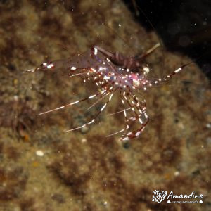 Urocaridella sp. - Nouvelle-Calédonie, Nouméa, Passe de Dumbéa, Le Humboldt