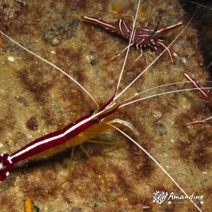 Crustacés » Crevette » Lysmata amboinensis