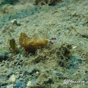 Limaces de mer (opisthobranche) - Nouvelle-Calédonie, Nouméa, Rocher à la voile