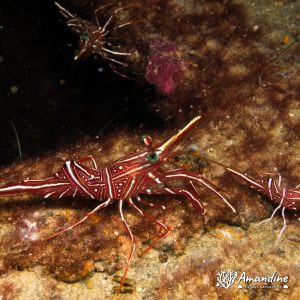 Crustacés » Crevette » Rhynchocinetes durbanensis