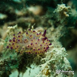 Limaces de mer (opisthobranche) - Nouvelle-Calédonie, Nouméa, Rocher à la voile