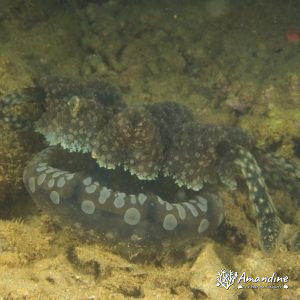 Cnidaires » Méduse » Mastigias papua
