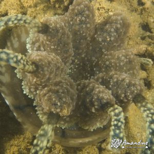 Cnidaires » Méduse » Mastigias papua