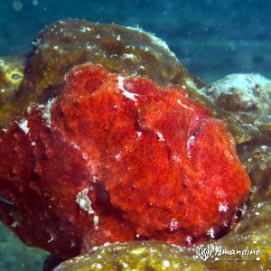 Antennarius commerson - Nouvelle-Calédonie, Nouméa, Baie des Citrons
