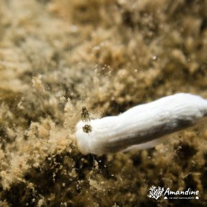 Mollusques » Gastéropode » Limaces de mer (opisthobranche)