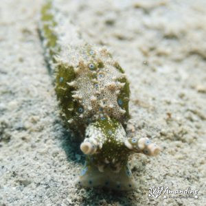 Limaces de mer (opisthobranche) - Nouvelle-Calédonie, Nouméa, Baie des Citrons