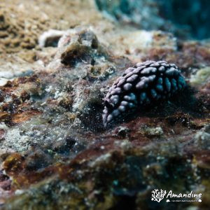 Mollusques » Gastéropode » Limaces de mer (opisthobranche)