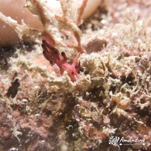 Limaces de mer (opisthobranche) - Nouvelle-Calédonie, Bourail, Bourail l'Aquarium