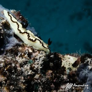 Limaces de mer (opisthobranche) - Nouvelle-Calédonie, Passe de Boulari, Passe intérieure de Boulari