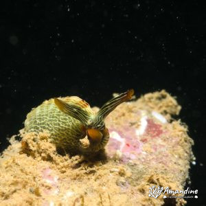 Limaces de mer (opisthobranche) - Nouvelle-Calédonie, Nouméa, Ouémo