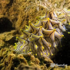 Limaces de mer (opisthobranche)