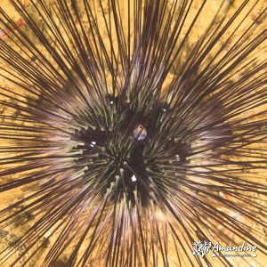 Échinodermes » Oursin » Diadema setosum