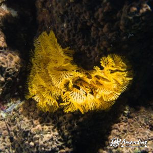 Reteporellina sp. - Nouvelle-Calédonie, Île des Pins, Récif Mata - Ilot Ndié