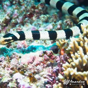 Serpent marin - Nouvelle-Calédonie, Île des Pins, Récif Mata - Ilot Ndié