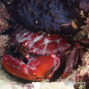 Crabe - Nouvelle-Calédonie, Île des Pins, Ilot Du Ana