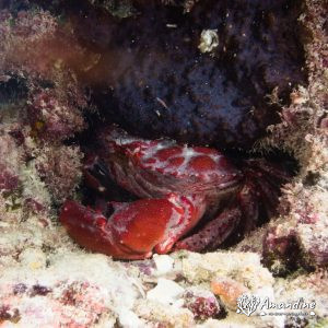 Crabe - Nouvelle-Calédonie, Île des Pins, Ilot Du Ana