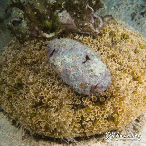 Toxopneustes pileolus - Nouvelle-Calédonie, Île des Pins, Ilot Du Ana