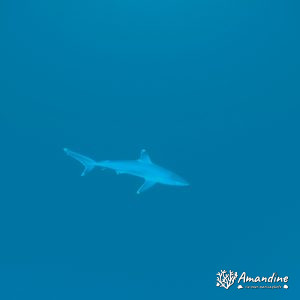 Carcharhinus albimarginatus - Nouvelle-Calédonie, Île des Pins, Récif Mata sud