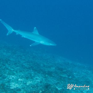 Poissons cartilagineux » Requin » Carcharhinus albimarginatus