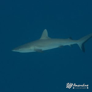 Carcharhinus amblyrhynchos - Nouvelle-Calédonie, Île des Pins, Passe de la Sarcelle