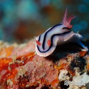 Mollusques » Gastéropode » Limaces de mer (opisthobranche) » Nudibranche » Doridien