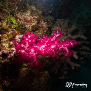 Cnidaires » Corail mou (alcyonaire) » Dendronephthya sp.