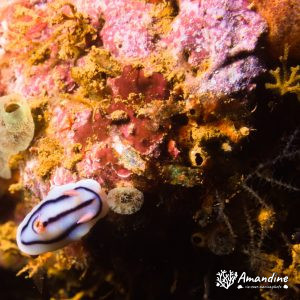 Limaces de mer (opisthobranche) - Nouvelle-Calédonie, Côte oubliée, Baie de la Ouinné