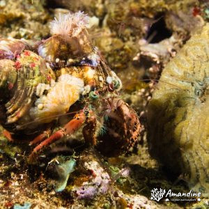 Crustacés » Bernard-l'ermite » Dardanus pedunculatus