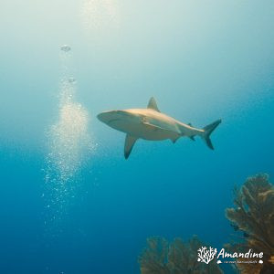 Carcharhinus amblyrhynchos - Nouvelle-Calédonie, Côte oubliée, Passe de Kouakoué