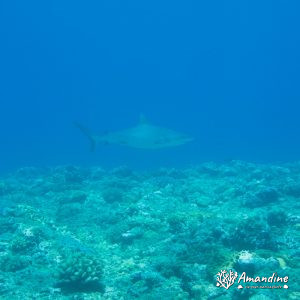 Carcharhinus amblyrhynchos - Nouvelle-Calédonie, Côte oubliée, Passe de Kouakoué