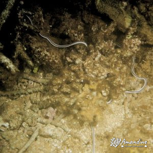 Organismes vermiformes - Nouvelle-Calédonie, Côte oubliée, Baie de Kouakoué