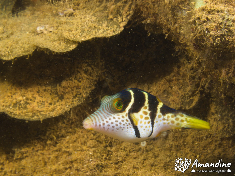 Canthigaster valentini