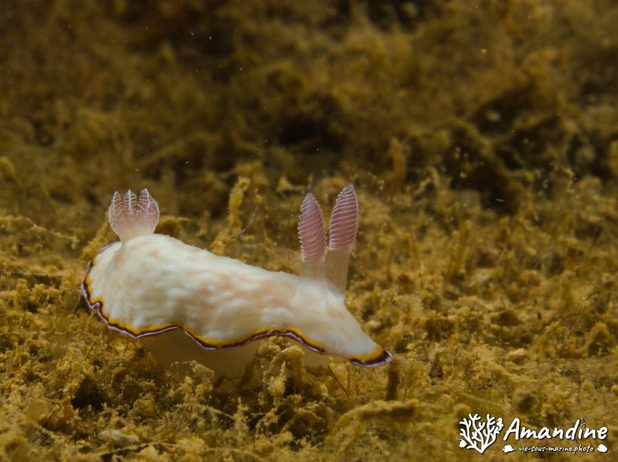 Goniobranchus preciosa