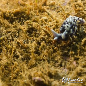 Mollusques » Gastéropode » Limaces de mer (opisthobranche) » Sacoglosse » Thuridilla sp.