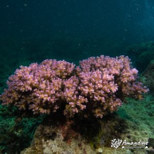 Corail dur (scleractiniaire) - Nouvelle-Calédonie, Nouméa, Tépava