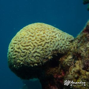 Corail dur (scleractiniaire) - Nouvelle-Calédonie, Nouméa, Tépava