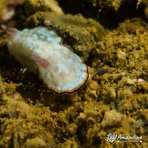 Limaces de mer (opisthobranche) - Nouvelle-Calédonie, Nouméa, Ouémo